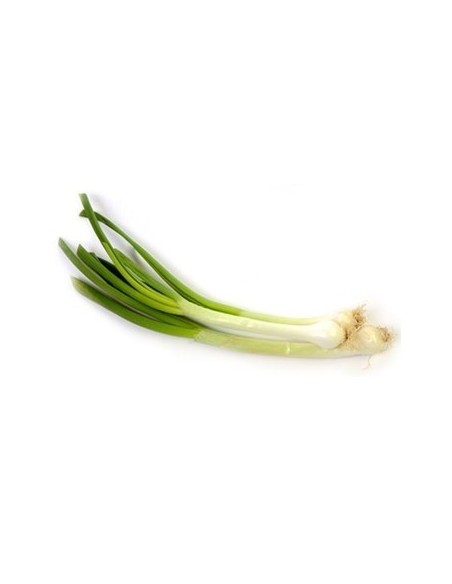 CEBOLLA LARGA KL 