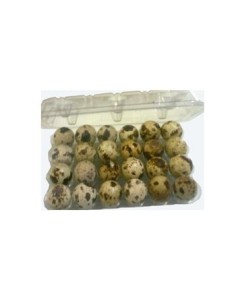 HUEVOS DE CODORNIZ 24 UN