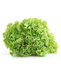 LECHUGA CRESPA