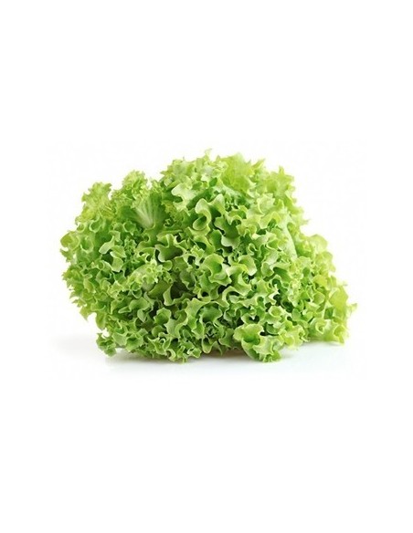 LECHUGA CRESPA