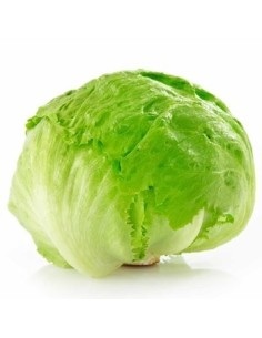 LECHUGA GRANDE