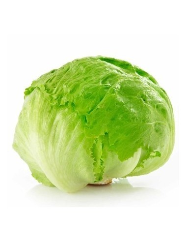 LECHUGA BATAVIA