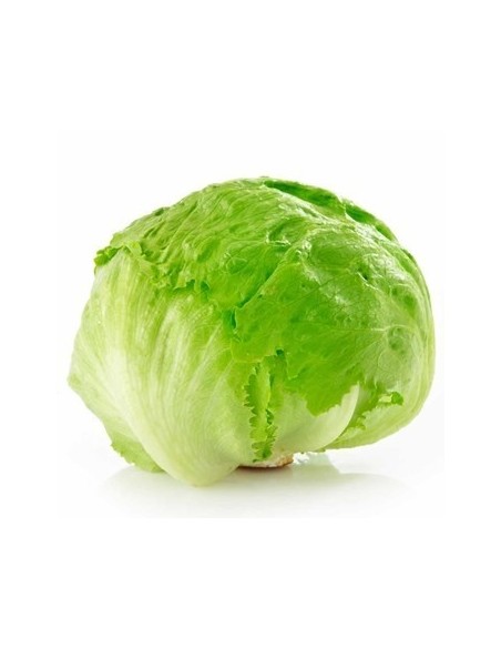 LECHUGA GRANDE