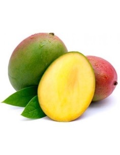 MANGO TOMY KILO