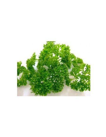 PEREJIL PAQUETE