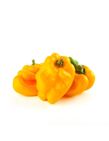 PIMENTON AMARILLO KILO PIMENTON AMARILLO KILO