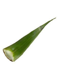 SABILA PENCA